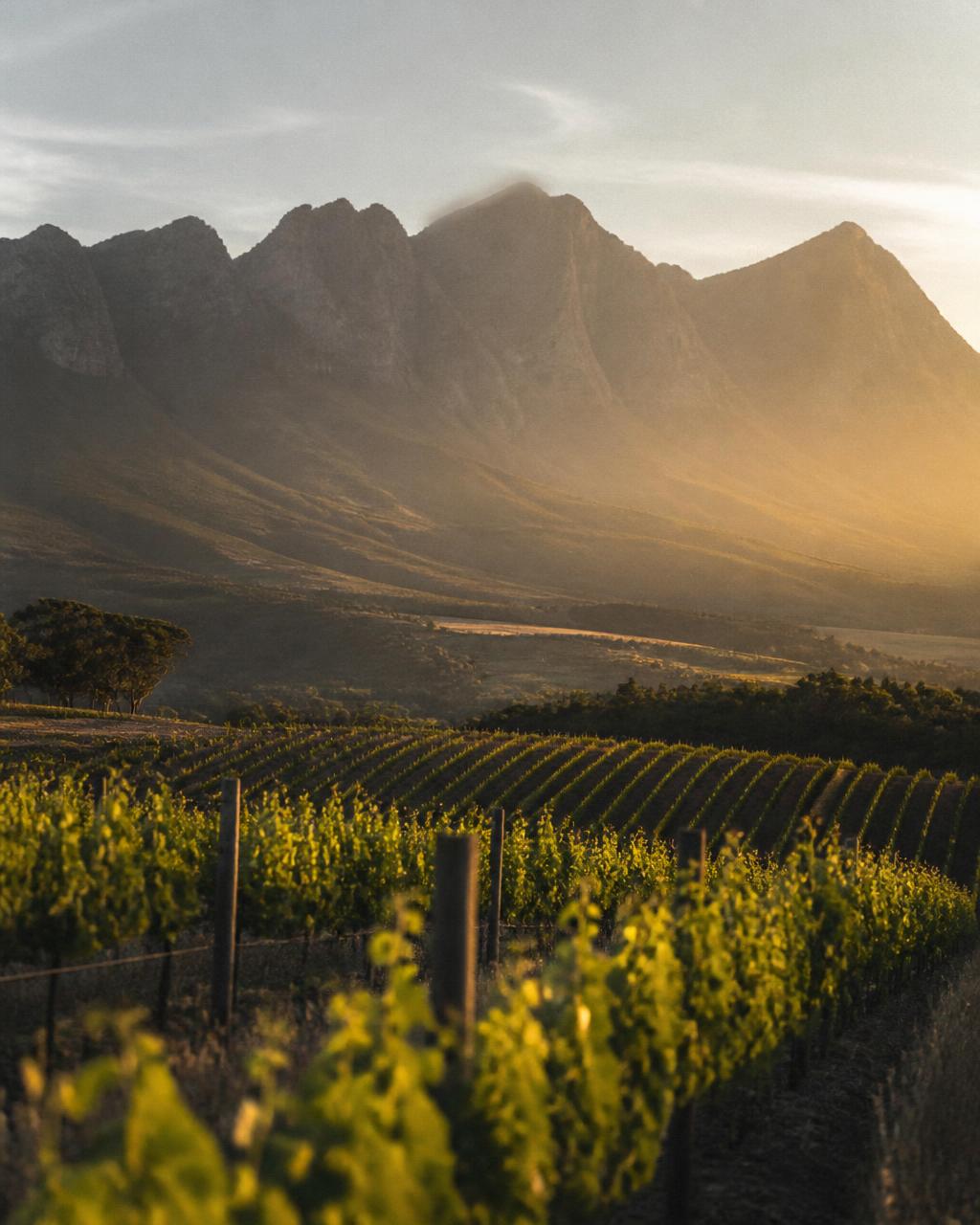Vineyard rows in soft evening light beneath Cape mountains