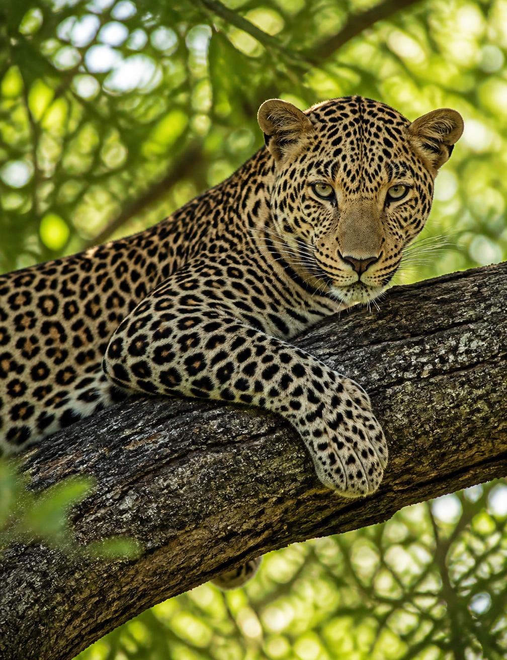 A leopard resting on a branch in dappled morning light
