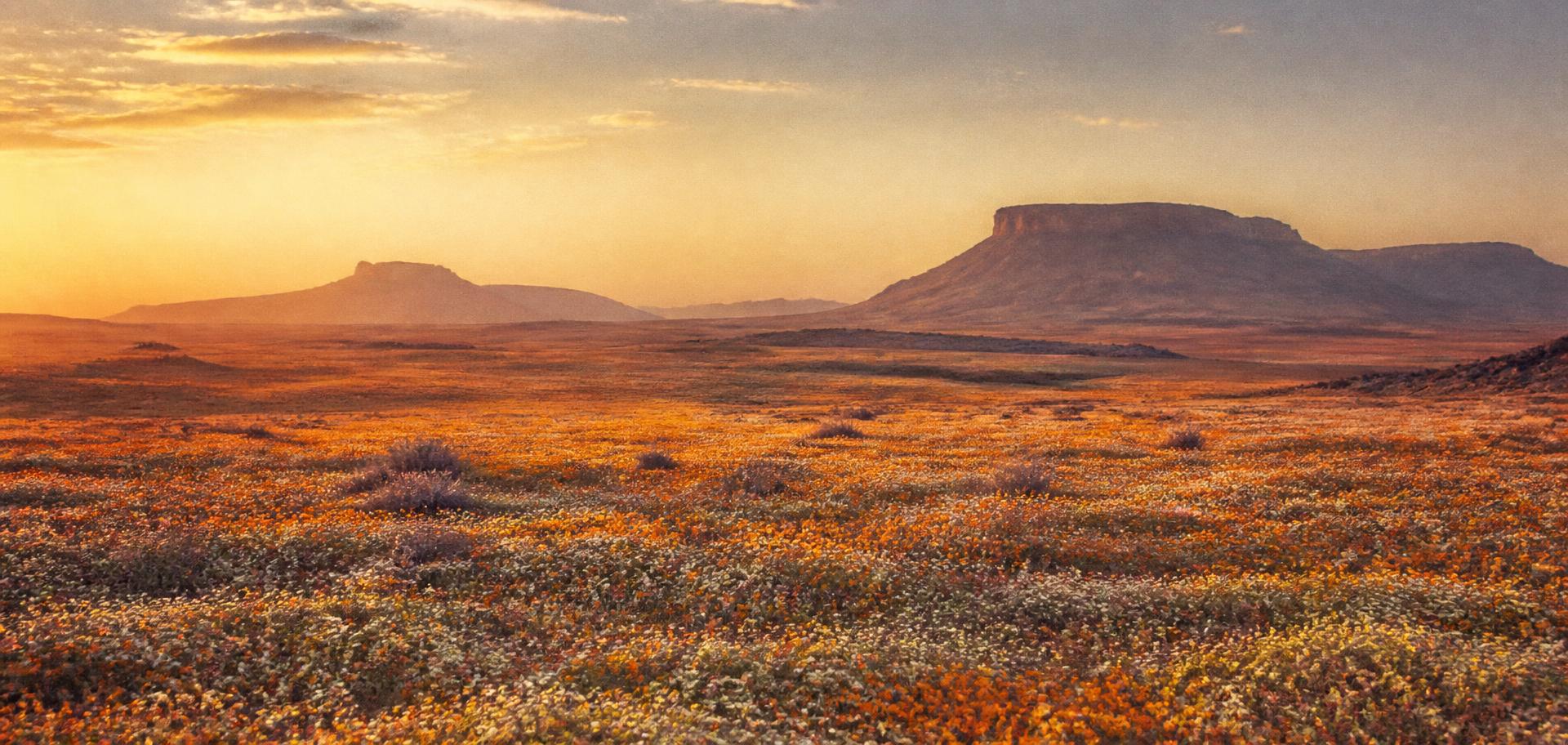 Spring wildflowers carpeting an arid plain at dawn